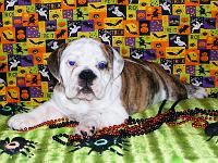 FEMALE $ 1500