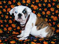 SWEET TOOTSIE