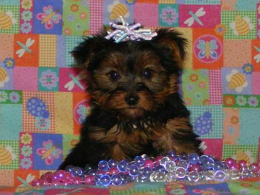 STARLA