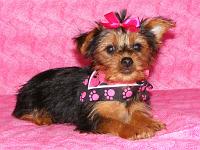 MARLA $500