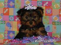 STARLA