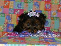 Starla $500